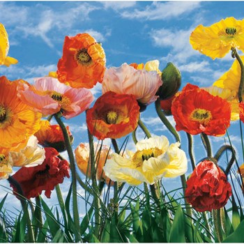 پوستر-کومار-8-پنل