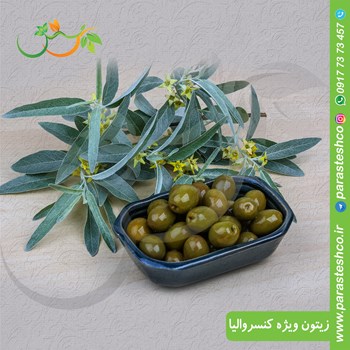 زیتون-ویژه-کنسروالیا
