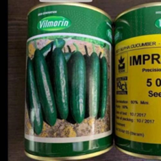 فروش-بذر-گوجه-فرنگی-6189-سانسیدبذر-گوجه-فرنگی