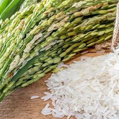 برنج-ایرانی-درجه-دو