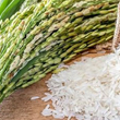 برنج-ایرانی-درجه-دو