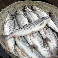 ماهی-سفید-دریای-شمال