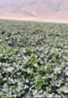 مزرعه-خربزه