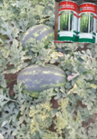 هندوانه-ناسکو-وB32