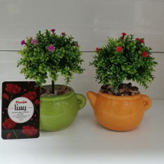 درختچه-ی-بنسای-تک-کوپه