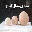 تخم-های-سفالی-خام