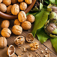 گردوی-پوست-کاغذی