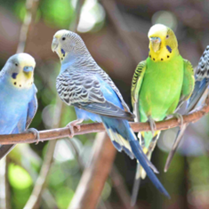 پرندگان-زینتی