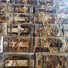 سنگ-آنتیکگیویتن-قیچی-گردویی-در-آرادساخت