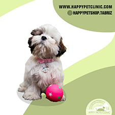 توپ-بازی-سگ