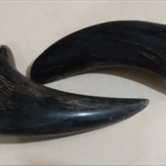 قطع-زن-شاخ-گاومیش-قیمت-95000