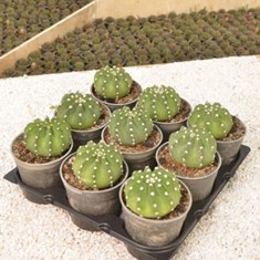 اچینوپسیس-سفید