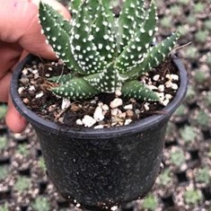 هاورتیا-نقطه-ای