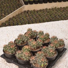 هراری-سه-تایی