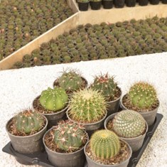 میکس-کاکتوس