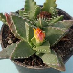 فوکاریا-گل-ده