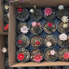 ژمینو-گل-رنگی-گلدار