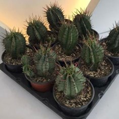 افوربیا-هوریداخاص