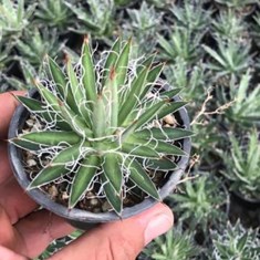 اگاو-فیلی-فرا-کامپکت