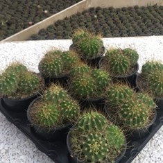 اکانتو-سه-سرسه-تایی