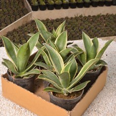 اگاو-لاله-ای-ابلق