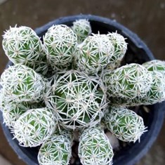 مامیلاریا-گراسیلیس