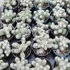 مامیلاریا-گراسیلیس