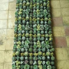 میکس-کاکتوس