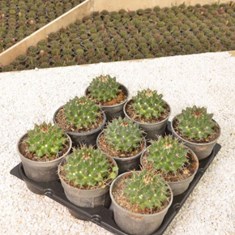 هانیانا-کمپرسا