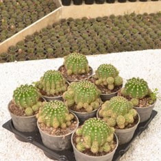 اچینوپسیس-بچه-زا