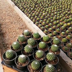 مامیلاریا-کمپرساآناناسی