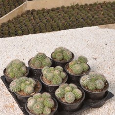 هانیانا-چند-کله