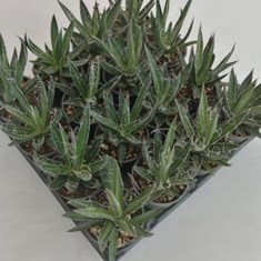 اگاو-فیلی-فراخیلی-درشت