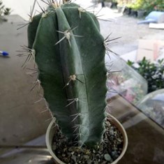 استنوسرئوسپایه-نقره-ای