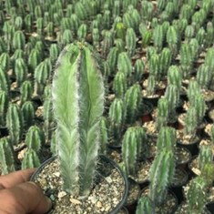 چی-چیپ-کاکتوس