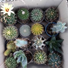 کاکتوس-میکس