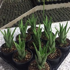 آلوئه-شاخ-بزی