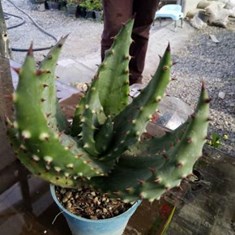 آلوئه-خاردار