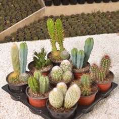 میکس-کاکتوس