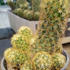 مامیلاریا-النگاتا