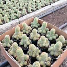 مامیلاریا-النگاتا