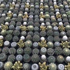 کاکتوس-میکس