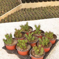 افوربیا-تیغ-قرمز