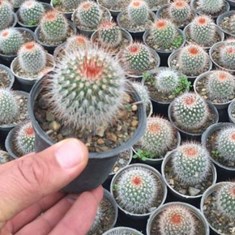 مامیلاریا-تیغ-قرمز