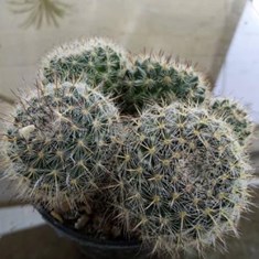 لقمه-هانیانا