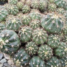 خزانه-ملو-سبز