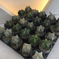 آستروفیتومدرشت