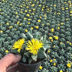 فوکاریا-گل-ده