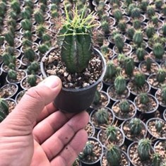 افوربیا-هوریدا