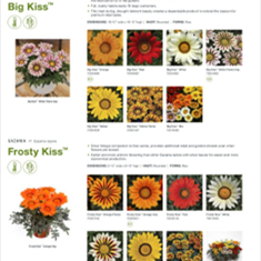 بذر-گازانیا